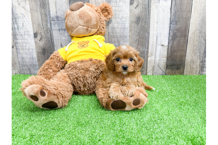 Happy Cavapoo Baby