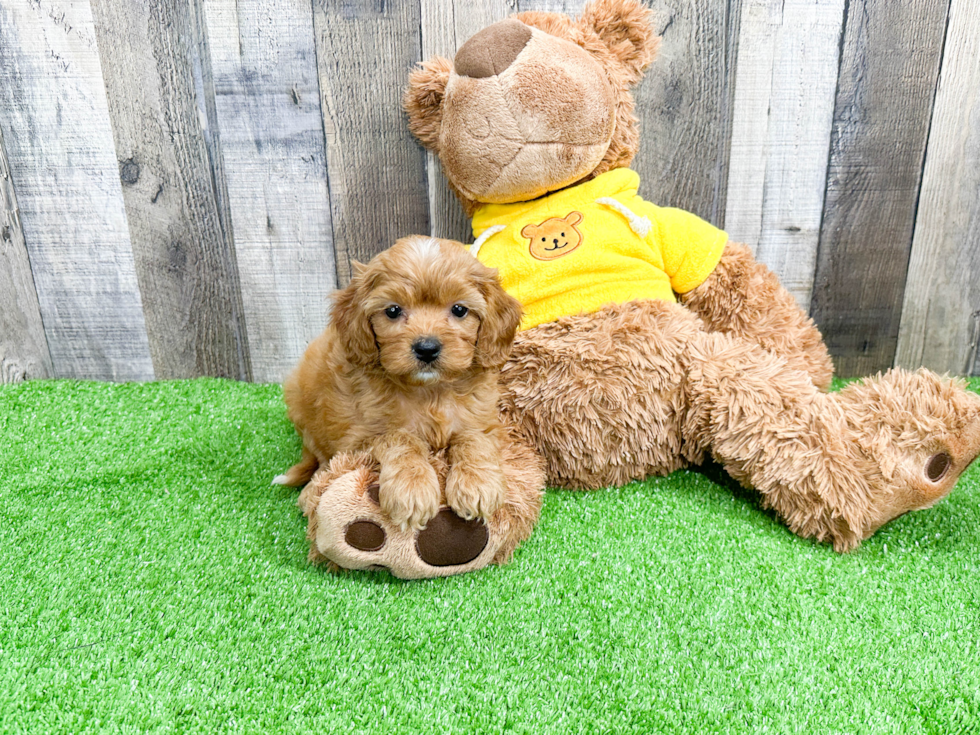 Cavapoo Pup Being Cute
