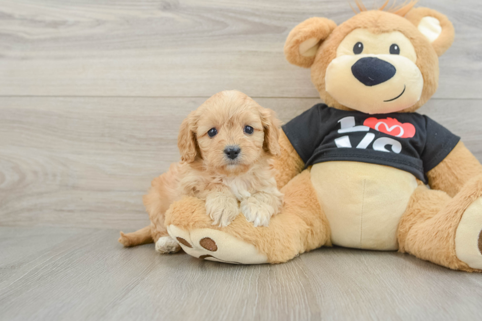 Cavapoo Pup Being Cute