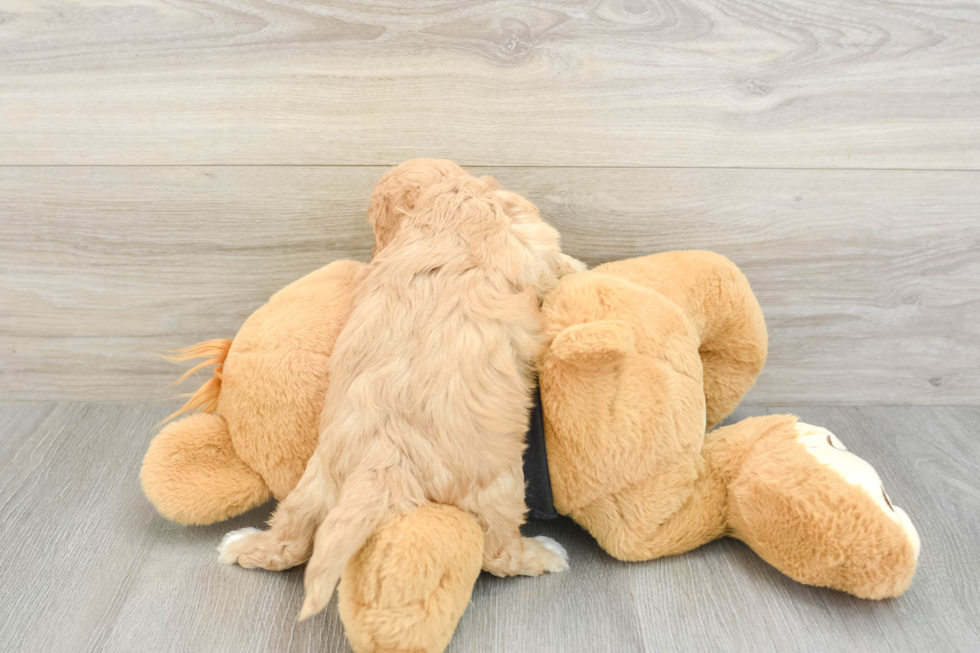 Fluffy Cavapoo Poodle Mix Pup