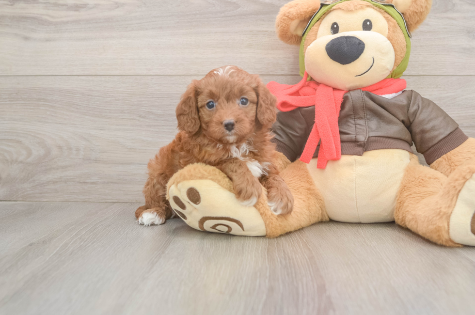6 week old Cavapoo Puppy For Sale - Premier Pups