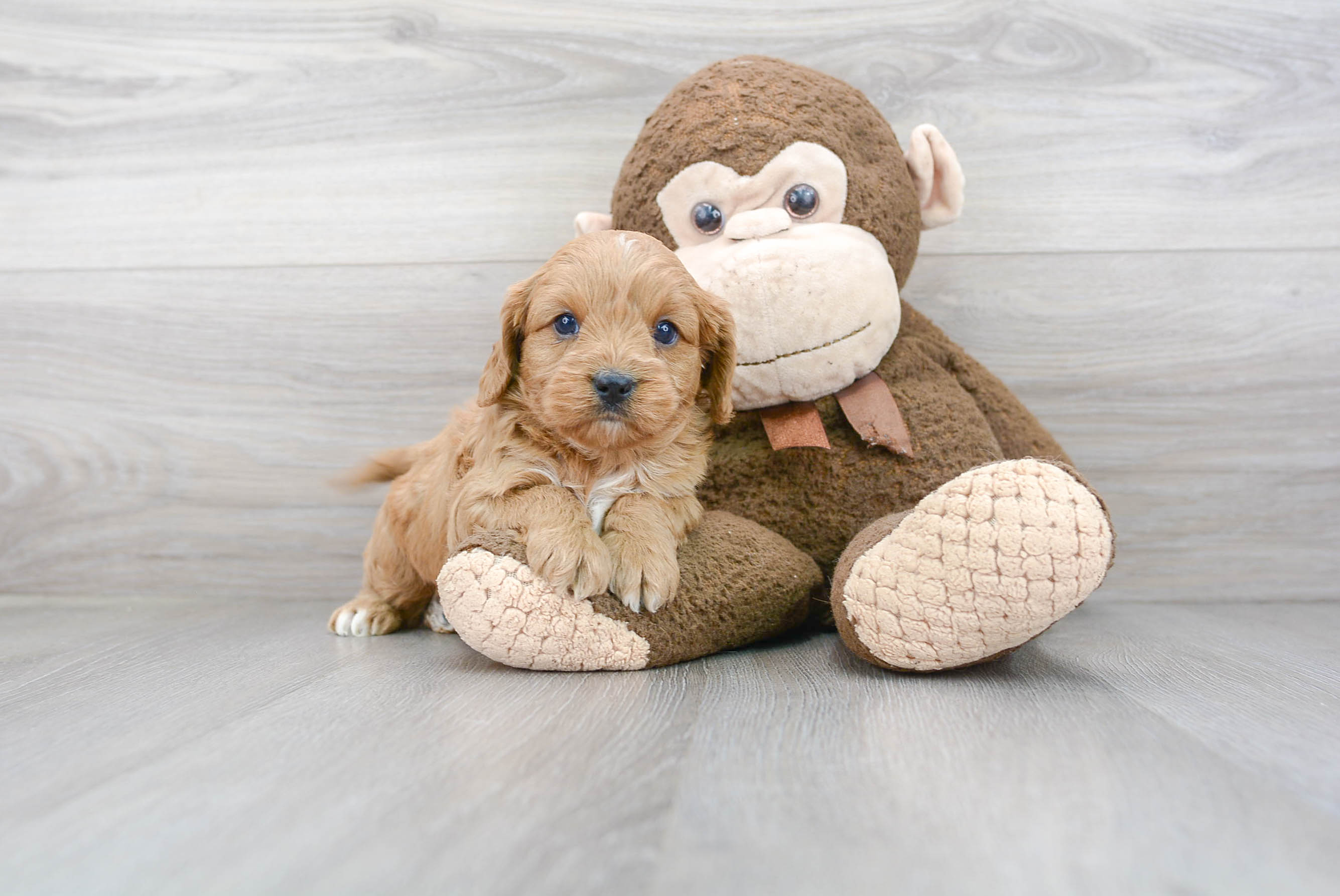 Sweet Cavapoo Baby
