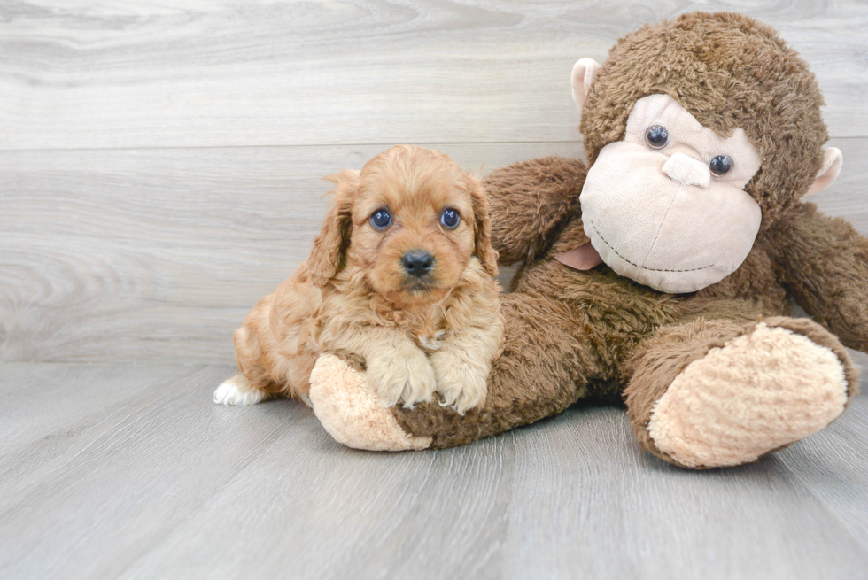 Cute Cavapoo Baby