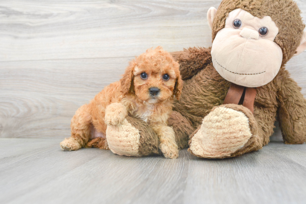 Petite Cavapoo Poodle Mix Pup