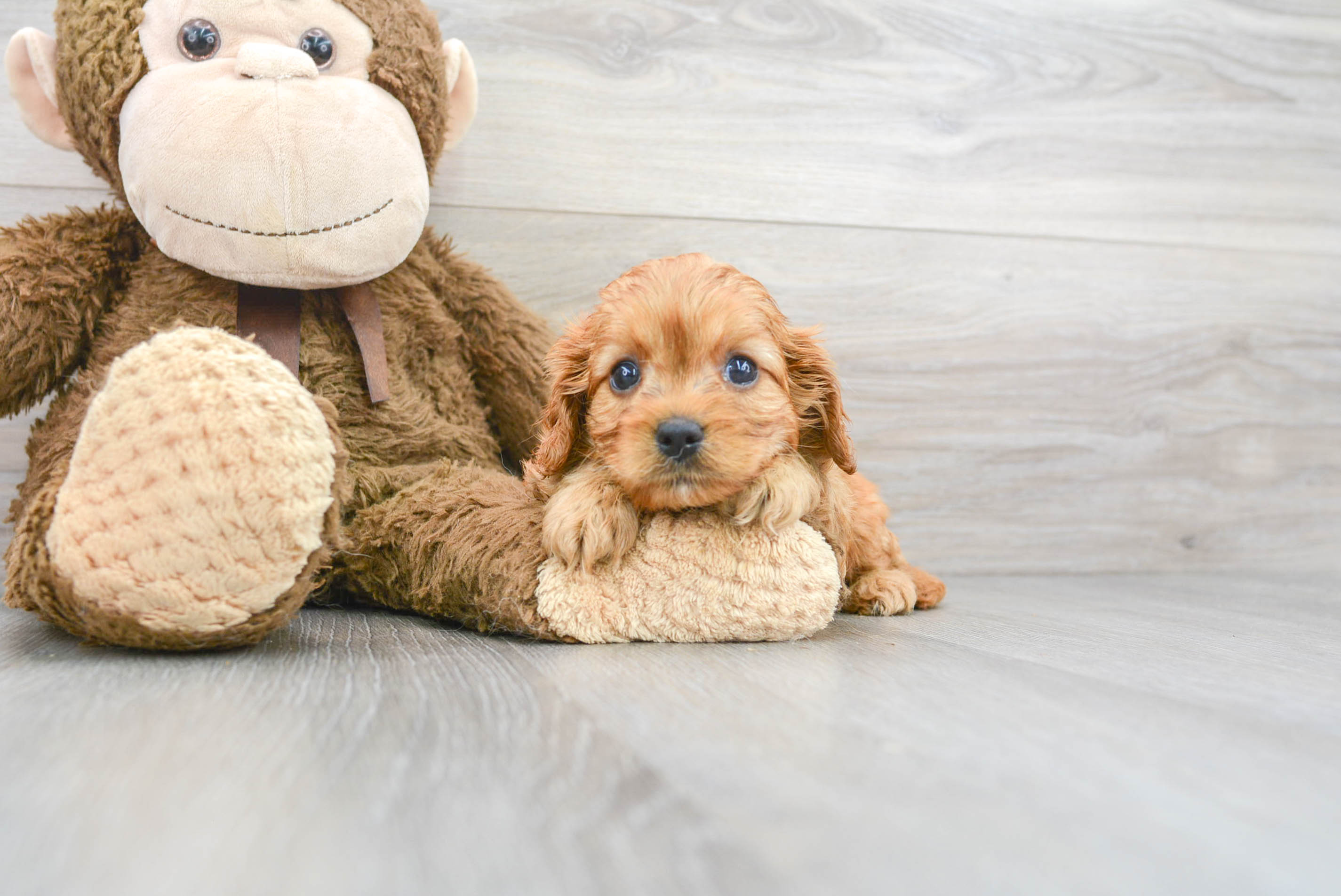 Adorable Cavoodle Poodle Mix Puppy