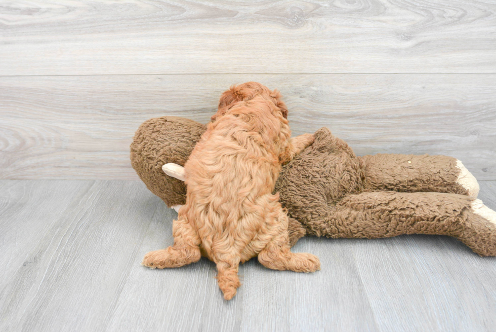 Adorable Cavoodle Poodle Mix Puppy