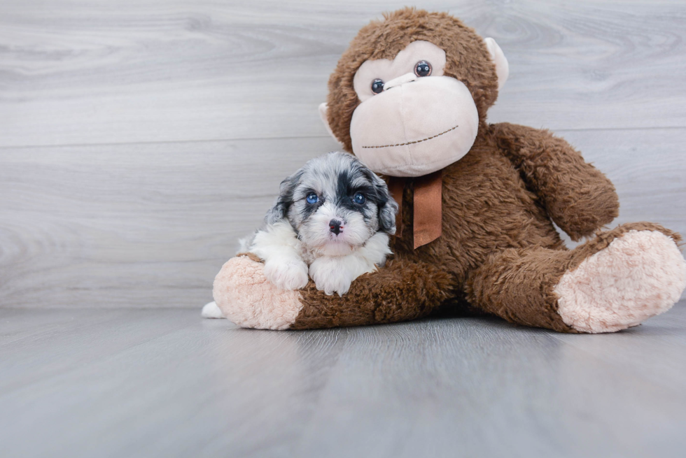 Cavapoo Pup Being Cute