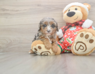 6 week old Cavapoo Puppy For Sale - Premier Pups
