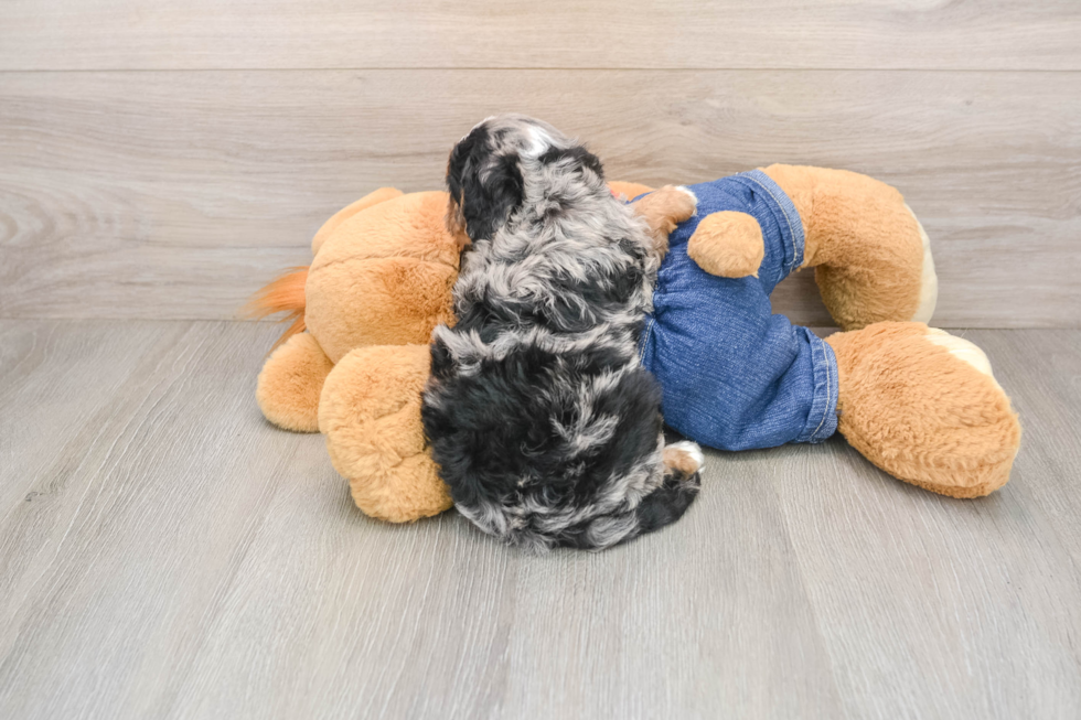 Petite Cavapoo Poodle Mix Pup