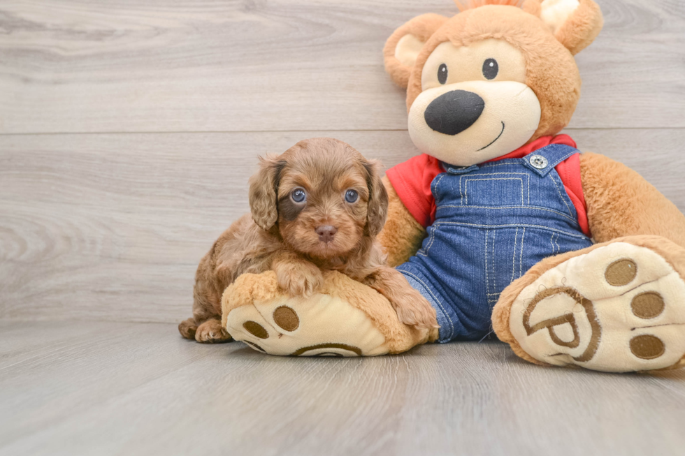 Fluffy Cavapoo Poodle Mix Pup