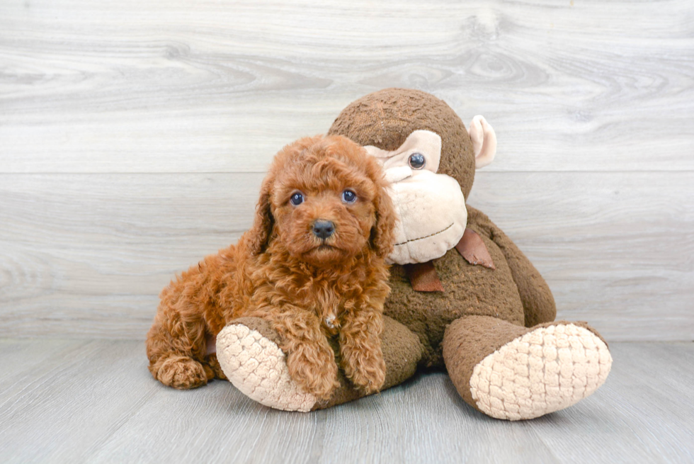 Funny Cavapoo Poodle Mix Pup