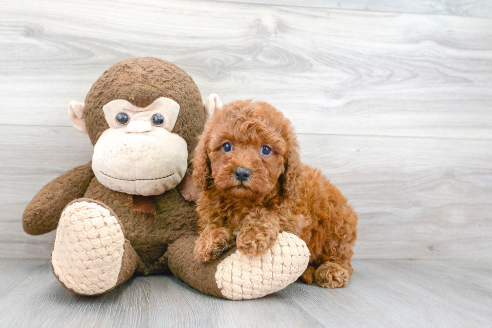 Funny Cavapoo Poodle Mix Pup