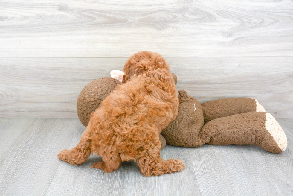 Cavapoo Pup Being Cute