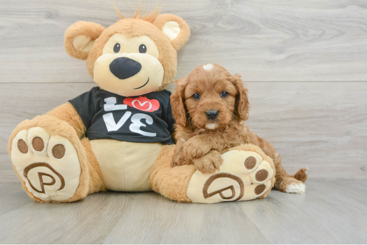 Adorable Cavalier King Charles Spaniel and Poodle Mix Poodle Mix Puppy