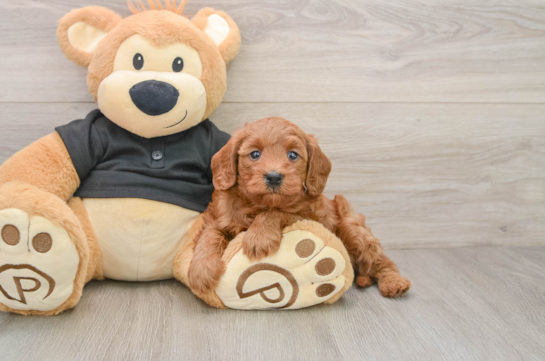 Playful Cavapoodle Poodle Mix Puppy