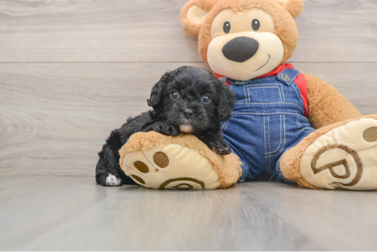 Funny Cavapoo Poodle Mix Pup