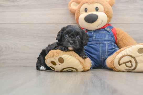 CALEB, a Cavapoo littermate