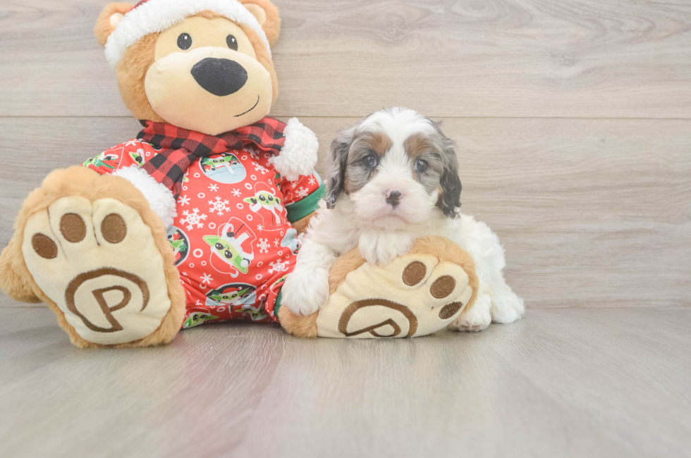 6 week old Cavapoo Puppy For Sale - Premier Pups