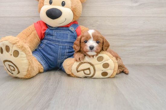 Cavapoo Puppy for Adoption
