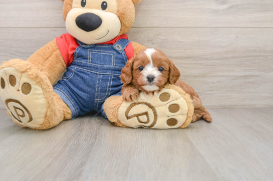 CALLISTA, a Cavapoo littermate