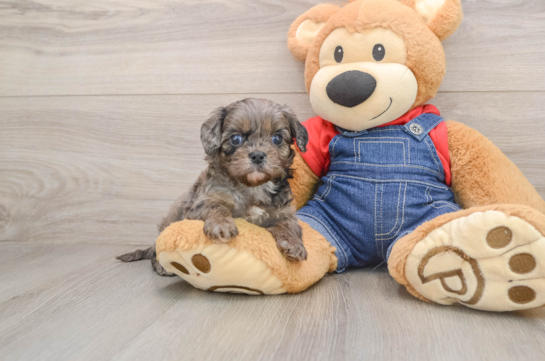 CALLISTA, a Cavapoo littermate