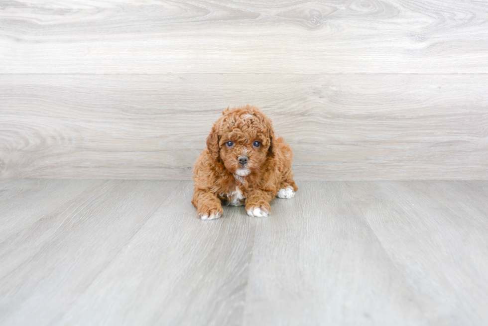 Best Cavapoo Baby