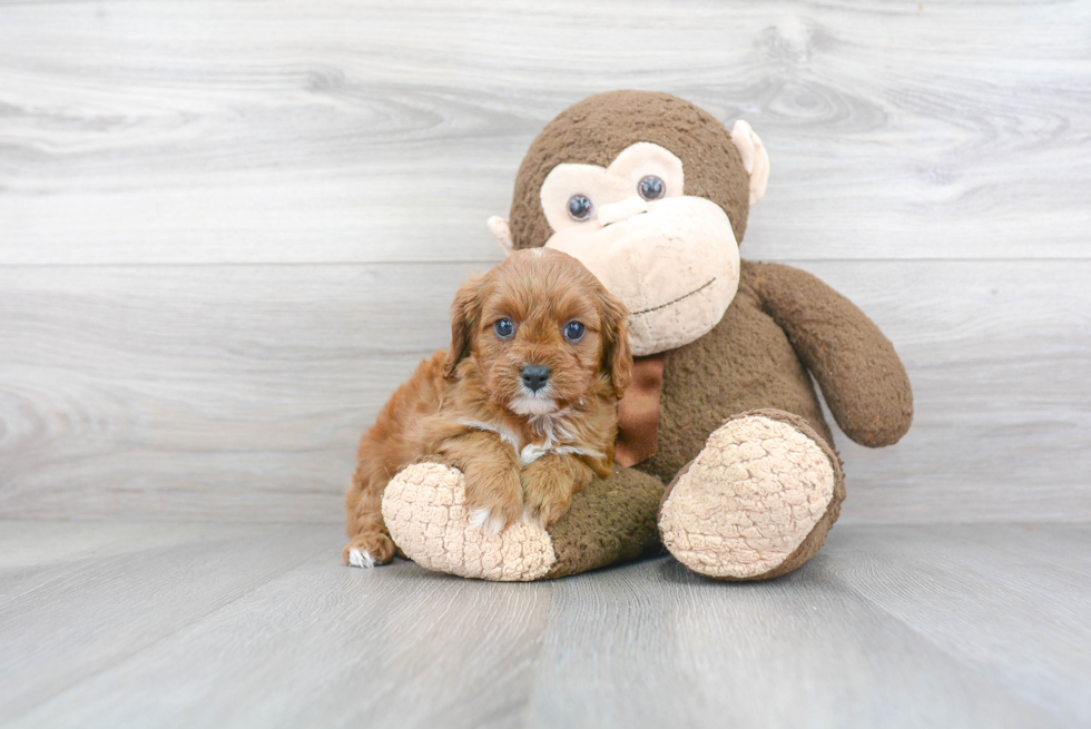 Cavapoo Pup Being Cute