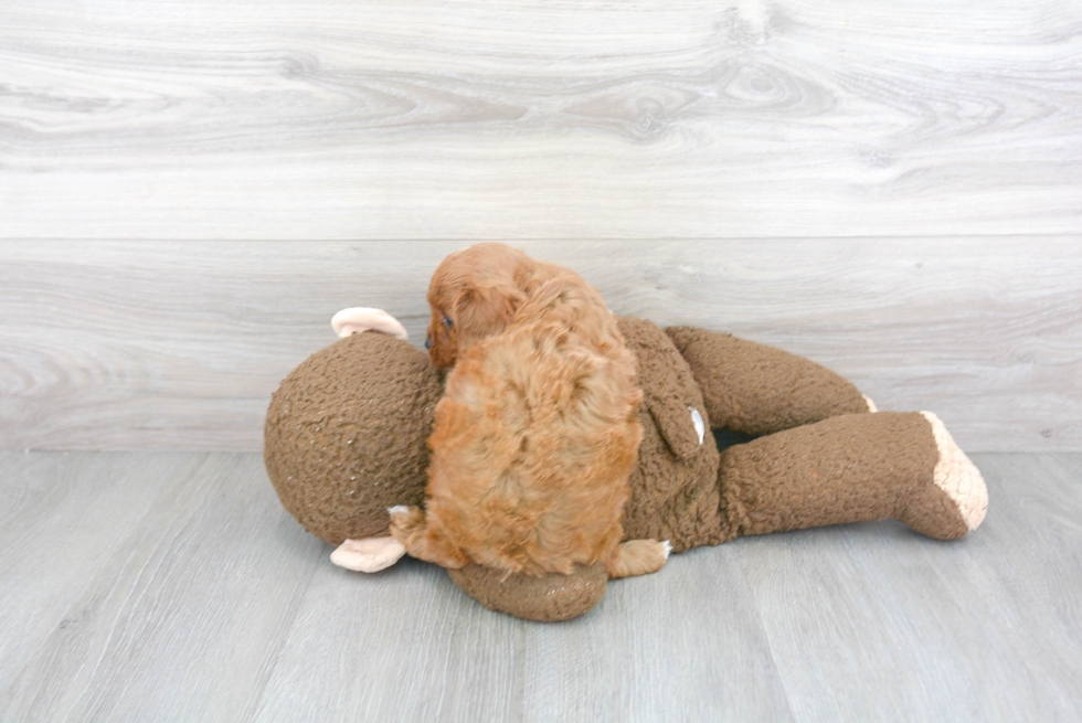 Friendly Cavapoo Baby