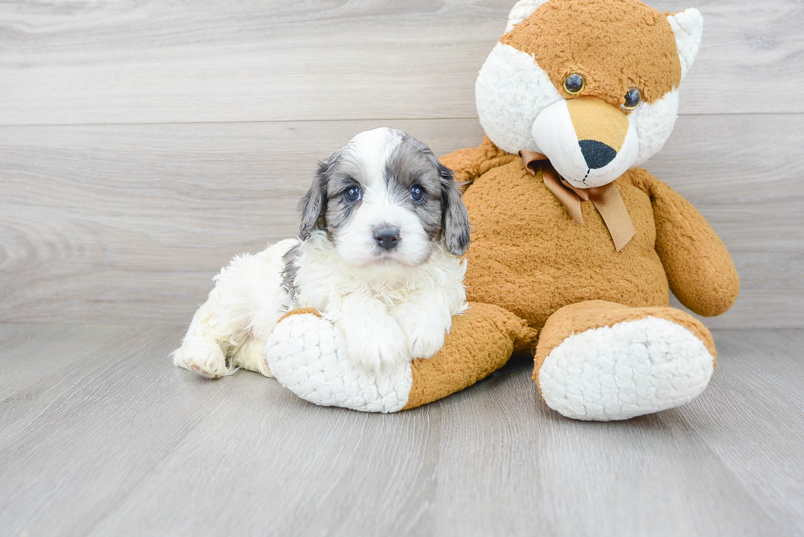 Cavapoo Pup Being Cute