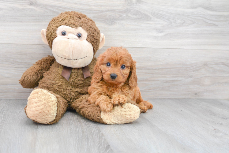 Best Cavapoo Baby