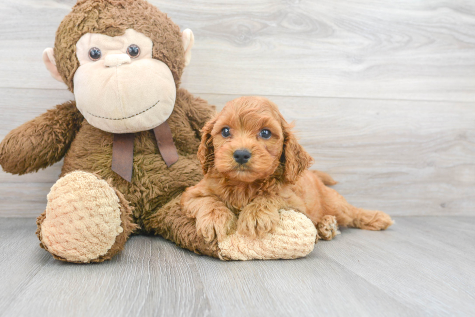 Fluffy Cavapoo Poodle Mix Pup