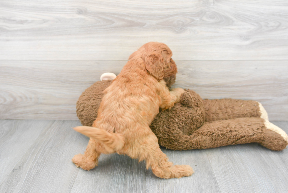 Cavapoo Pup Being Cute