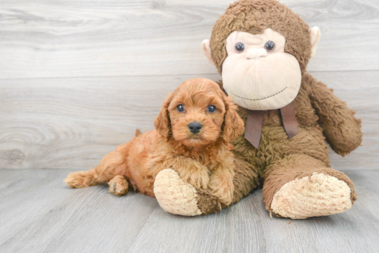 Cavapoo Puppy for Adoption