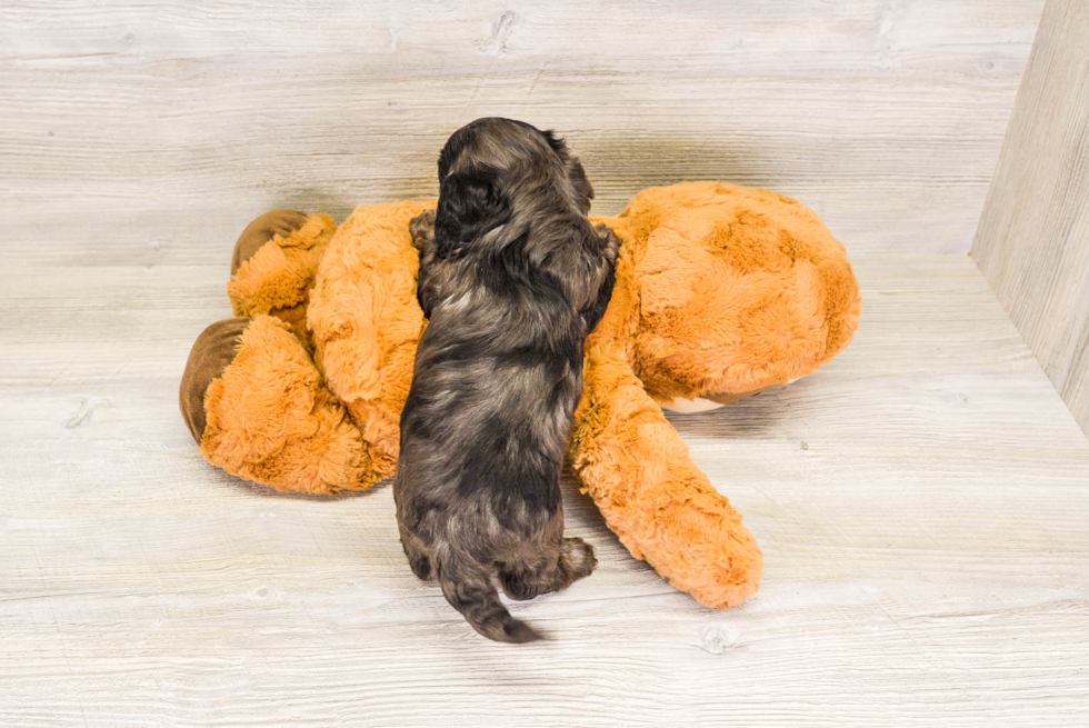 Cavapoo Pup Being Cute
