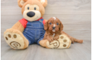 Fluffy Cavapoo Poodle Mix Pup