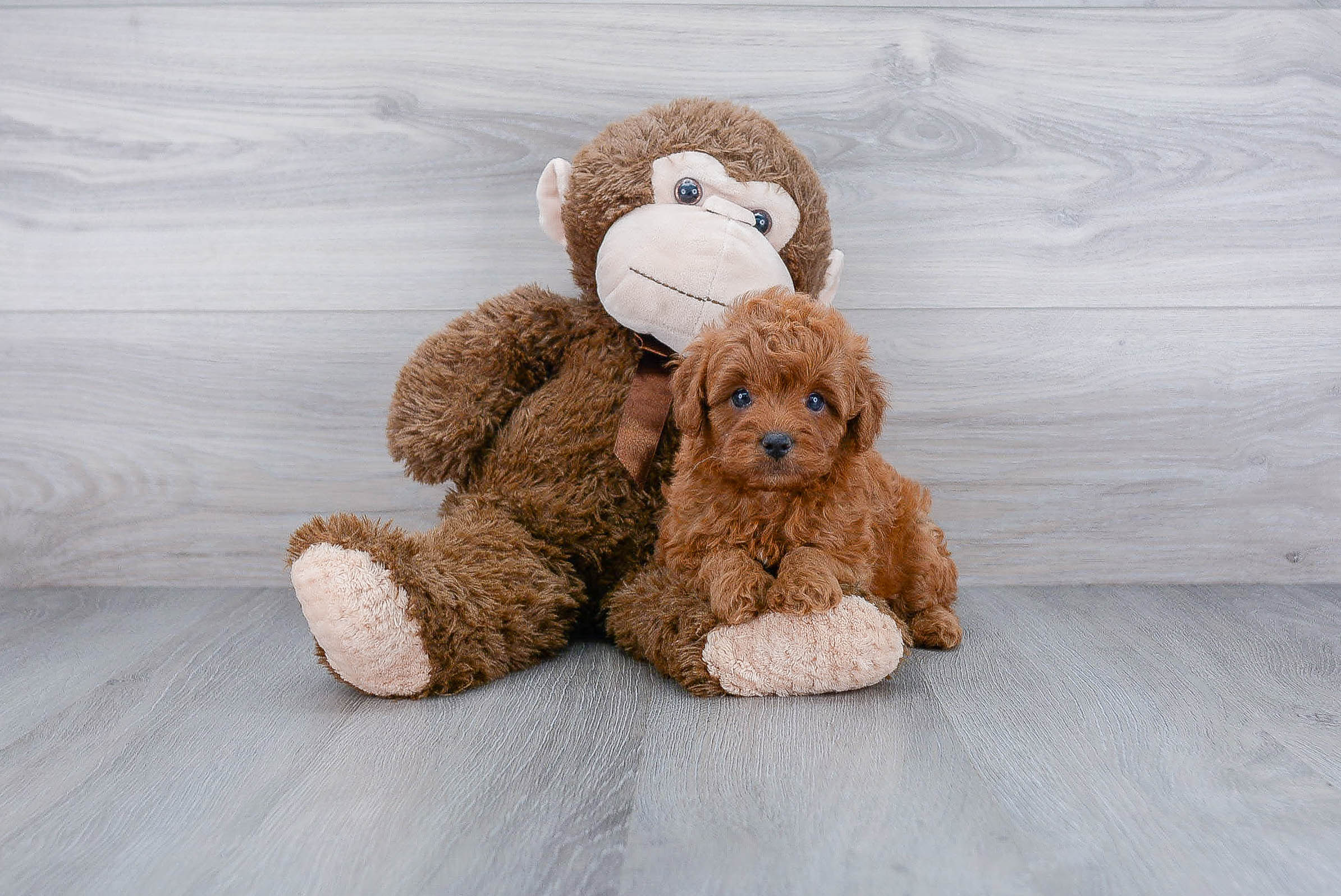 Cavapoo Pup Being Cute