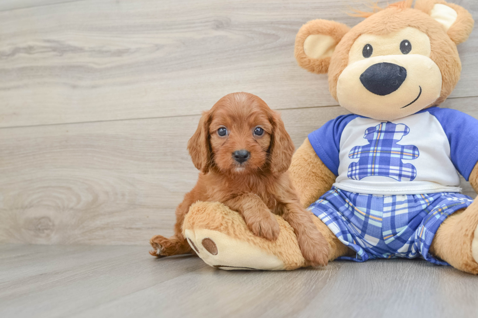 Cavapoo Puppy for Adoption