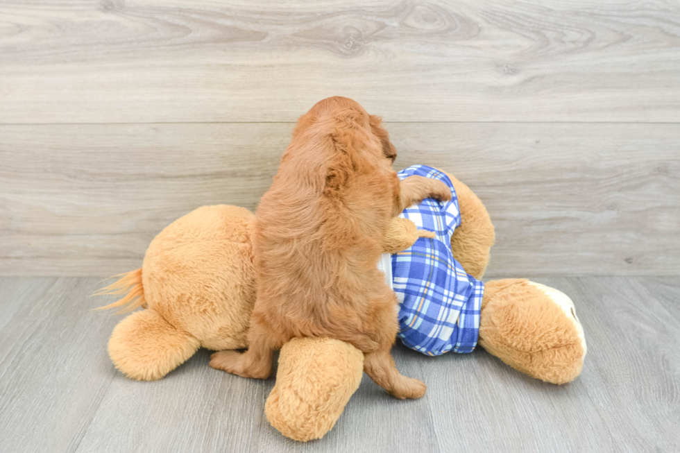 Cavapoo Pup Being Cute