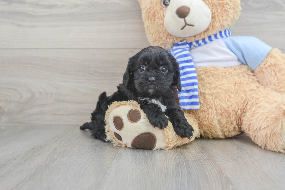 Adorable Cavoodle Poodle Mix Puppy