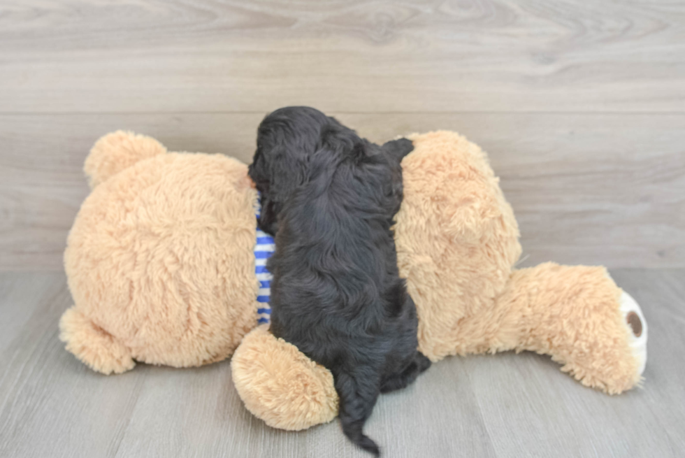 Cute Cavapoo Baby