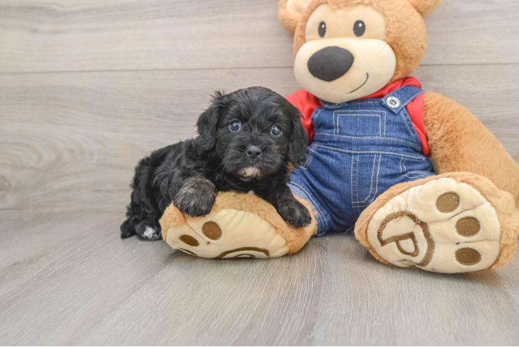 Cavapoo Puppy for Adoption