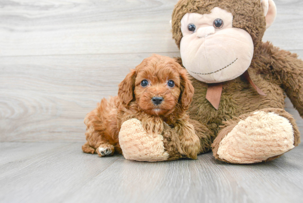 Cavapoo Puppy for Adoption
