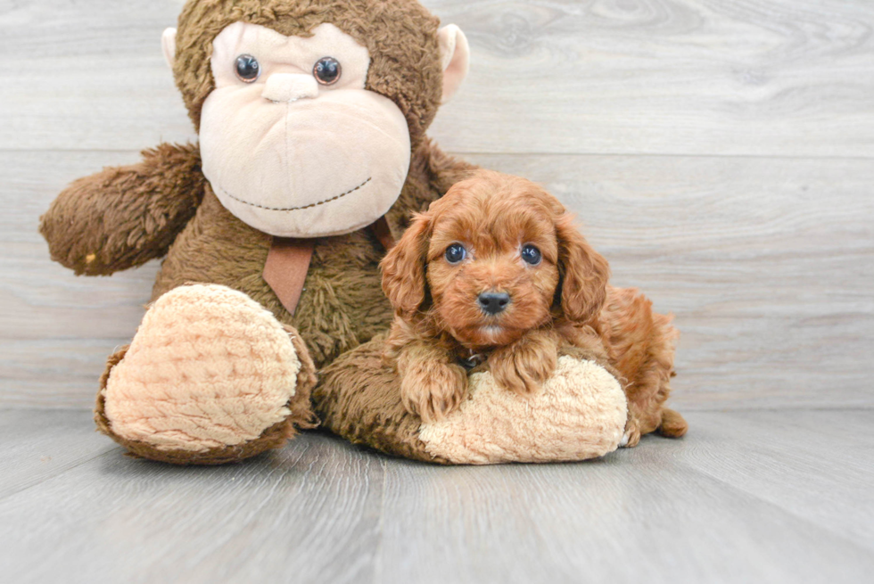 Energetic Cavoodle Poodle Mix Puppy