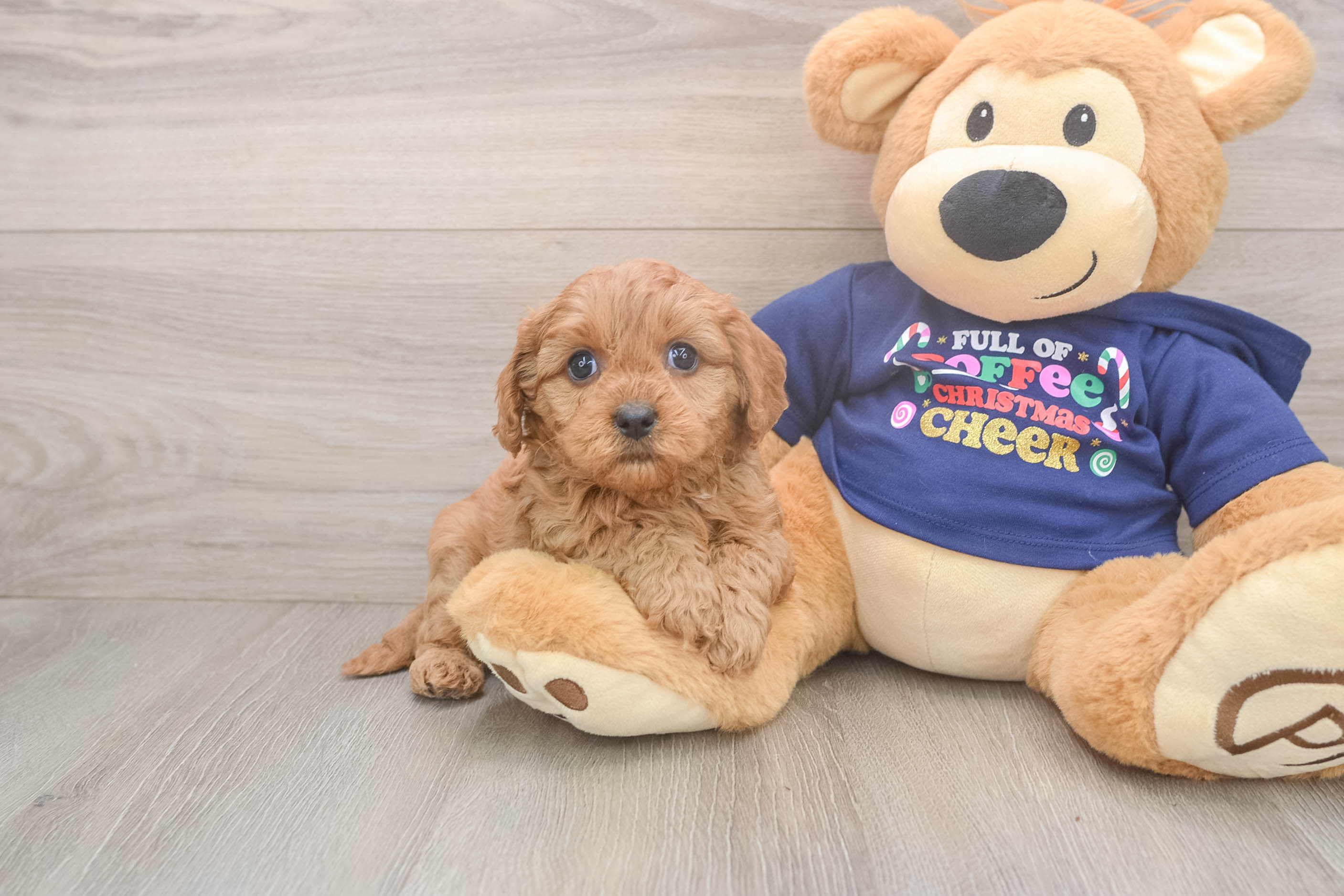 Smart Cavapoo Poodle Mix Pup