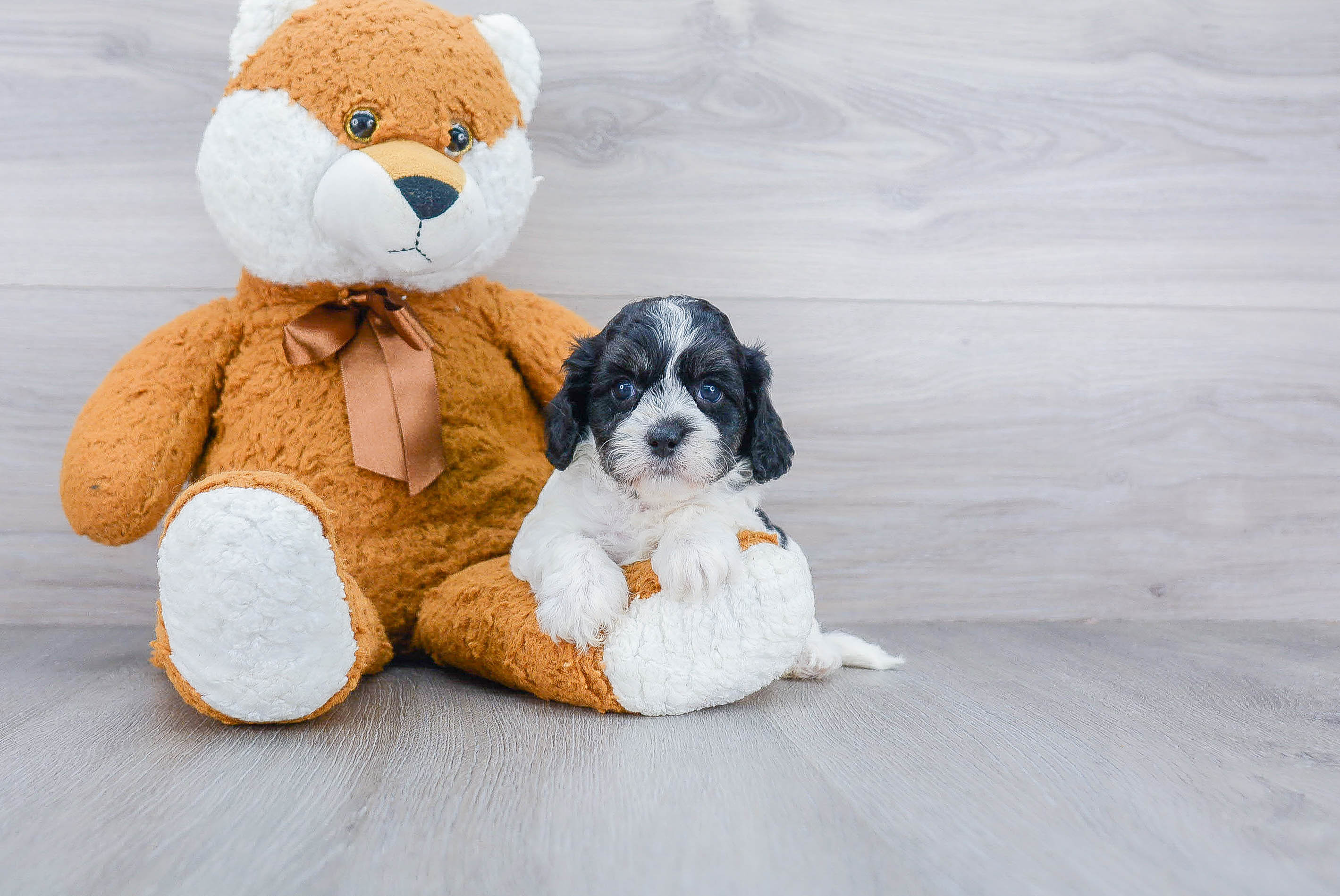 Cavapoo Puppy for Adoption