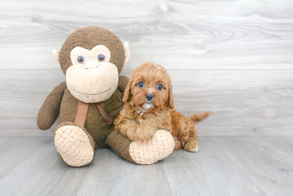 Cavapoo Pup Being Cute