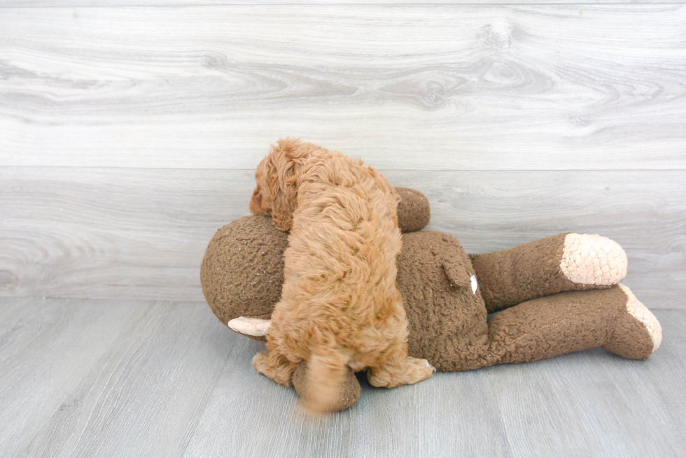 Cavapoo Puppy for Adoption