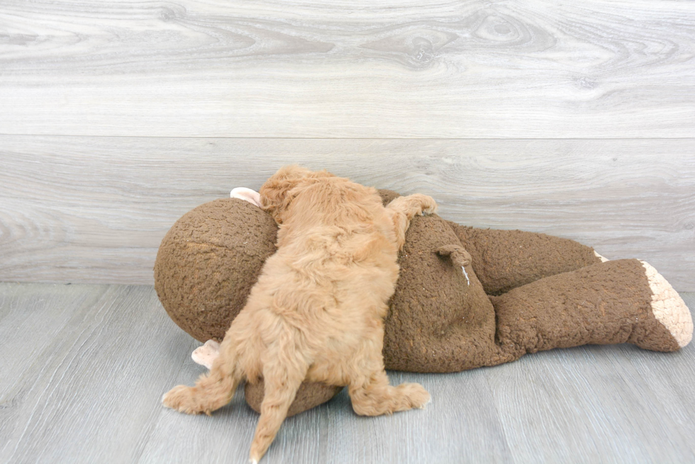 Cavapoo Pup Being Cute