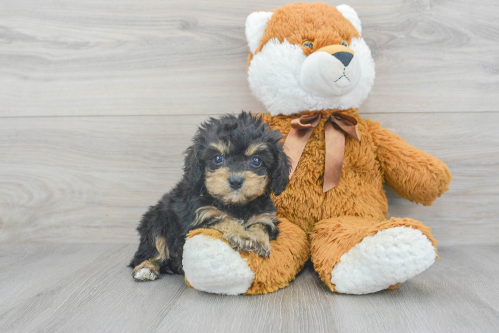 Playful Cavoodle Poodle Mix Puppy