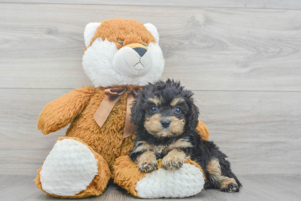 Little Cavoodle Poodle Mix Puppy